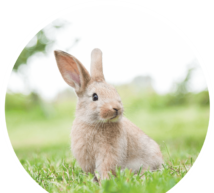 prospekt august prospekteinstieg s3 kleintiere hase prospekt august prospekteinstieg s3 kleintiere hase